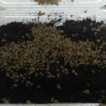 Hodowla Ślimaków Muller i Maxima