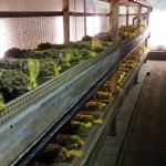 Zbiory Ślimaków Muller i Maxima