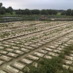 Hodowla Ślimaków Muller i Maxima